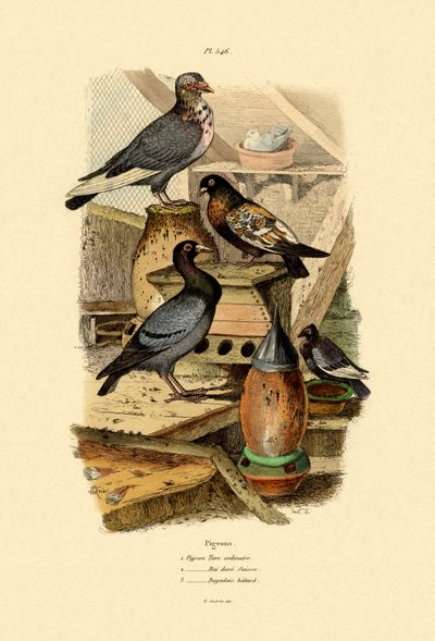 Pigeons by French School